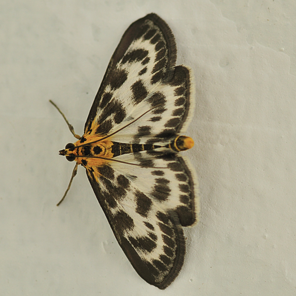 Photo of Anania hortulata by <a href="www.robertnowland.com">Robert Nowland</a>
